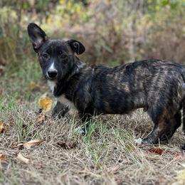 Tahoe - Brindle and white male American Corgi puppy in Hope, Arkansas from Foxy Knoll Farm