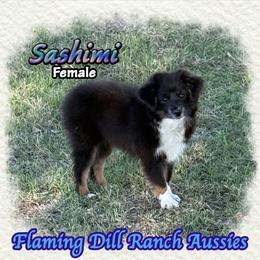 Sashimi - Black tri female Toy Australian Shepherd puppy in Forestburg, Texas from Flaming Dill Ranch Aussies