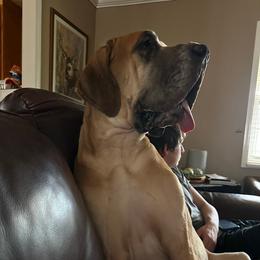Dixie - Great Dane