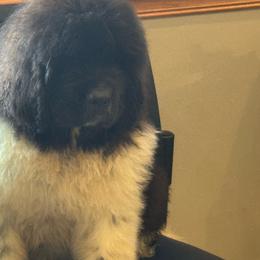 Landseer boy green color - White and black male Newfoundland puppy in St Cloud, Minnesota from BurningEmbers