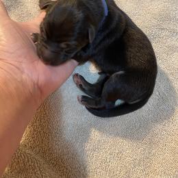Blue collar boy - Black and red male German Shepherd puppy in Coleta, Illinois from Four Leaf Farm- Vom Vierblättriges Bauernhof
