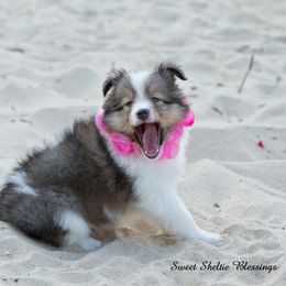 Shetland Sheepdog Puppies from Sweet Sheltie Blessings