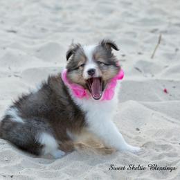 Shetland Sheepdog Puppies from Sweet Sheltie Blessings