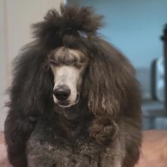 Poodles from Apex Poodles