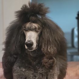 Poodles from Apex Poodles