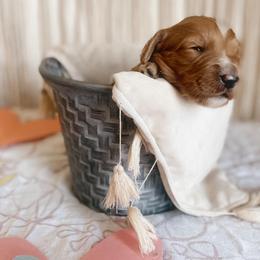 Goldendoodle Puppies from The Doodle Grove