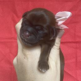 Girl 1 - female Shih Tzu puppy in Jasper, Georgia from Tiny Bubbles Shih Tzus