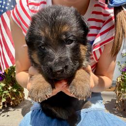 Star-Pink collar - Black and red female German Shepherd puppy in Ronan, Montana from Semper Fi K9 Montana