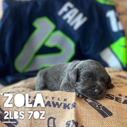 Zola - Charcoal female Dilute Retriever puppy in Puyallup, Washington from 12 Door Farm Labradors