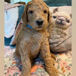Maradona- Girl 1 ( light blue collar) - Apricot female Goldendoodle puppy in Auburn, Indiana from Cooper’s Doodles