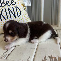 Willie - Piebald male Dachshund puppy in Dobson, North Carolina from Oakleys Dachshund Haven