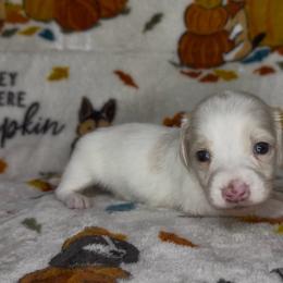 Red collar - Cream male Dachshund puppy in Poteau, Oklahoma from Sisters Dazzling Dachshunds