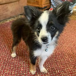 Miniature Australian Shepherds and Toy Australian Shepherds from Rust Farm