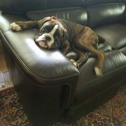 Boxer Puppies from Aleman Boxers