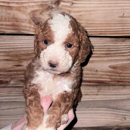 Timber - Apricot male Goldendoodle puppy in Churchill County Fallon, Nevada from Card Family Ranch