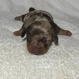 Petey - Chocolate and tan male Dachshund puppy in Mocksville, North Carolina from The Dachs of Hazzard Dachshunds