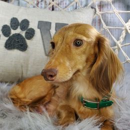 Butterfly - Dachshund