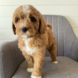 Diamond - Red  female Goldendoodle puppy in Clinton, Utah from Golden Law Kennels