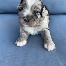 Aussiedoodle, Bernedoodle, and Goldendoodle Puppies from Elle and Oak Farms
