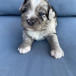 Aussiedoodle, Bernedoodle, and Goldendoodle Puppies from Elle and Oak Farms