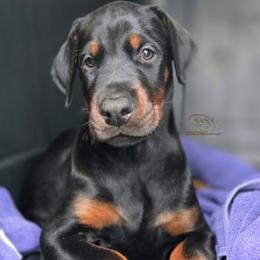 Jaguar - Black and rust male Doberman Pinscher puppy in China Township, Michigan from Snell's Superior Kennel Dobermann & GSP