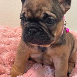 Cleo - Fawn and white female French Bulldog puppy in Spanaway, Washington from Beloved Frenchies