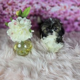Toto - Tricolor male Shih Tzu puppy in Hialeah, Florida from Shih Tzu Miami