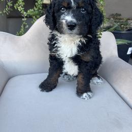 Peanut butter - Tri-color female Bernedoodle puppy in Superior, Arizona from Mountain Bridge Doodles