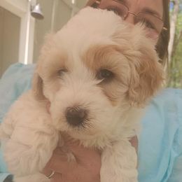 Aussiedoodle Puppies from My Classy Doodles