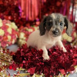Dachshund Puppies from Duck creek farm