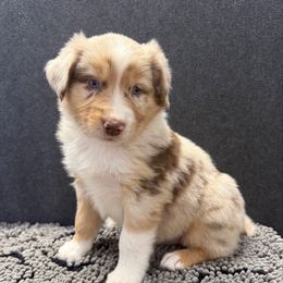 Lily Potter - Red merle female Australian Shepherd puppy in Smithfield, Utah from C&C Ranch