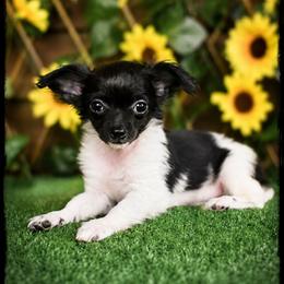 Jade - Black and white male Chihuahua puppy in Demorest, Georgia from Sourpatch Chihuahuas
