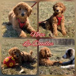 Goldendoodle Puppies from Lu Doodles