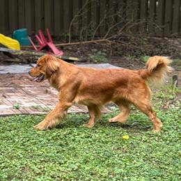 Xyla - Dark golden female Golden Retriever puppy in Joliet, Illinois from Breezewood Kennel