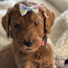 Bella - Red  Goldendoodle puppy in Rancho Murieta, California from Caryn’s classy doodles