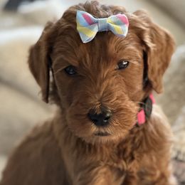 Bella - Red  Goldendoodle puppy in Rancho Murieta, California from Caryn’s classy doodles