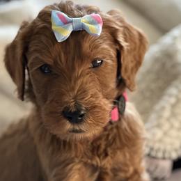 Bella - Red  Goldendoodle puppy in Rancho Murieta, California from Caryn’s classy doodles