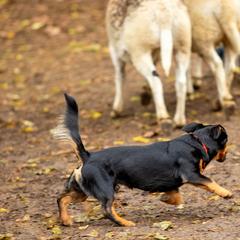 Lancashire Heelers from STORMR Lancashire Heelers