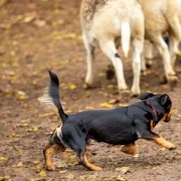 Lancashire Heelers from STORMR Lancashire Heelers