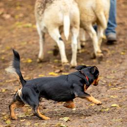 Lancashire Heelers from STORMR Lancashire Heelers