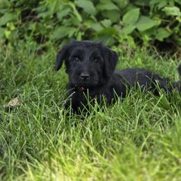 Red collar boy - Black male Giant Schnauzer puppy in Billings (Bil), Montana from Kaiser's Giants