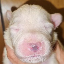 OFA Health Tested AQUA - White male Great Pyrenees puppy in Lynchburg, Tennessee from Flashlight Farmers AKC Great Pyrenees