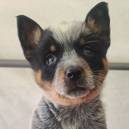 Australian Cattle Dog Puppies from Whiteduck Mountain Kennel Australian Cattle Dogs and Portuguese Water Dogs