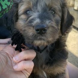 Aussiedoodle Puppies from Seattle Aussiedoodles