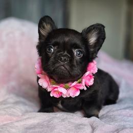Blossom - Black female French Bulldog puppy in Maplewood, New Jersey from Poos&Bulls Keepsake