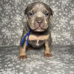 American Bully Puppies from M&M XL Bully Kennel