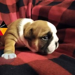 Bulldog Puppies from Westminster CH8