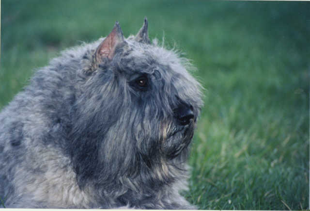 Bouvier des Flandres from I'm Special Bouviers