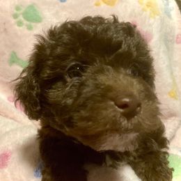 Leo (Hot Pink) - Chocolate male Yorkipoo puppy in Martin, Tennessee from Danza Bolo