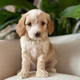 Nutmeg - Buff and white female Cockapoo puppy in Morehead, Kentucky from Critter Springs Farm
